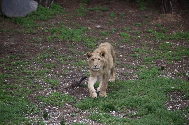 Cumhurbaşkanı Erdoğan'ın aslanları Gaziantep'i sevdi